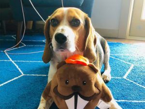A dog with a stuffed beaver.